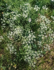 Saposhnikovia divaricata