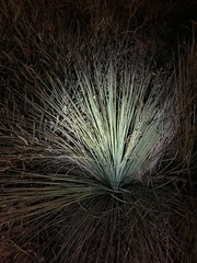 Xanthorrhoea drummondii