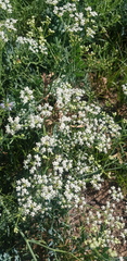Saposhnikovia divaricata