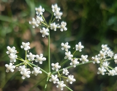 Saposhnikovia divaricata