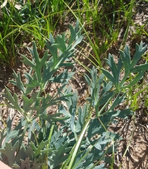 Saposhnikovia divaricata