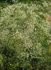 Saposhnikovia divaricata