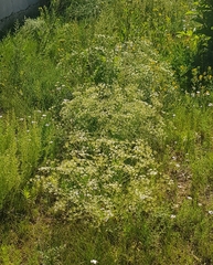 Saposhnikovia divaricata