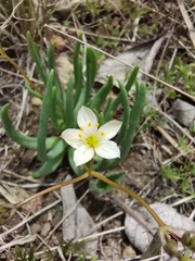 Phemeranthus napiformis