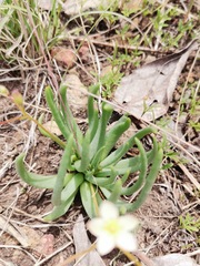 Phemeranthus napiformis