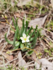 Phemeranthus napiformis