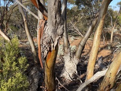 Eucalyptus oleosa