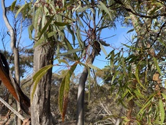 Eucalyptus oleosa