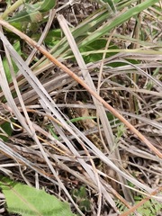Sceloporus scalaris