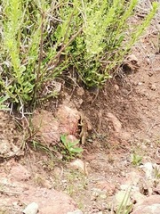 Sceloporus scalaris