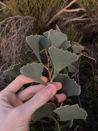 Image of Hakea flabellifolia by (c) Thomas Mesaglio, some rights reserved (CC BY)