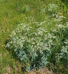 Saposhnikovia divaricata