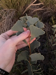 Hakea flabellifolia