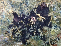 Chelonaplysilla americana