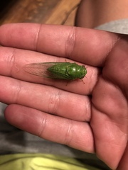 Okanagana viridis