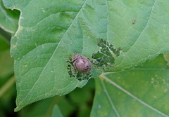 Epilachna obscurella