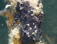 Chelonaplysilla americana