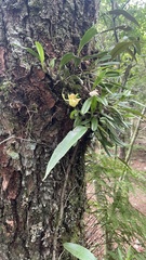 Bulbophyllum pectinatum