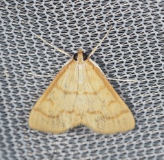 Helvibotys helvialis