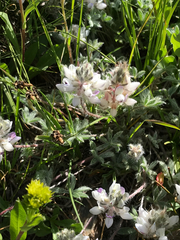 Lupinus breweri