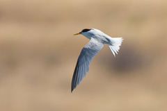 Sternula antillarum browni