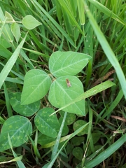 Parhelophilus
