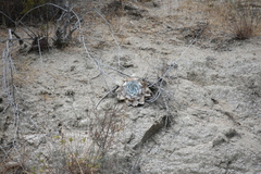 Dudleya pulverulenta