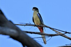 Platycercus venustus