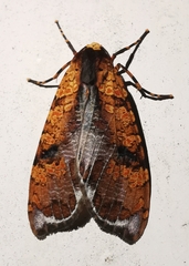 Graphea marmorea