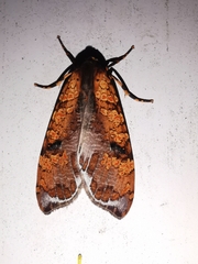 Graphea marmorea
