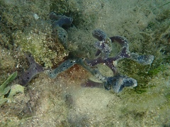 Niphates caycedoi