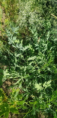 Saposhnikovia divaricata