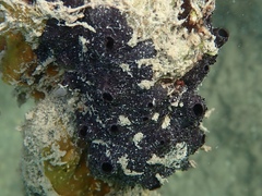 Chelonaplysilla americana