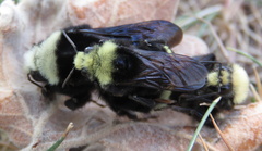 Bombus vosnesenskii