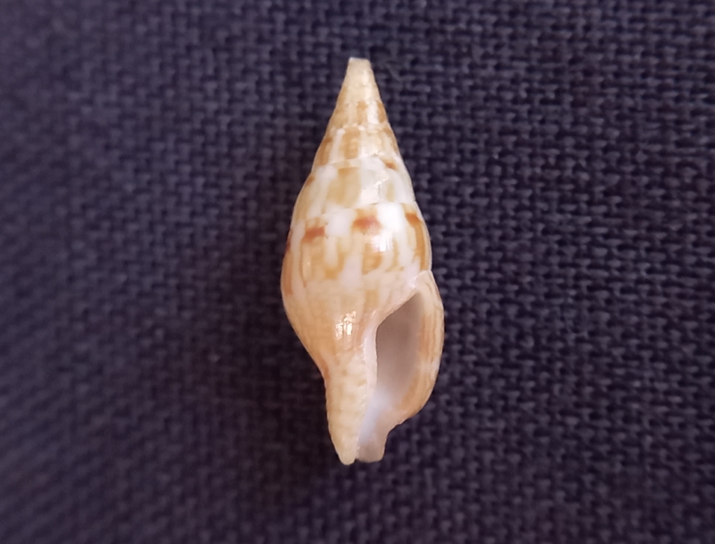Mitrella peroniana