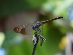 Erythrodiplax berenice