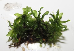 Rhodobryum umbraculum