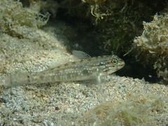 Coryphopterus glaucofraenum