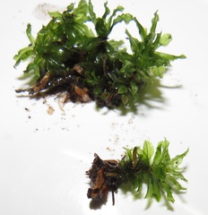 Rhodobryum umbraculum