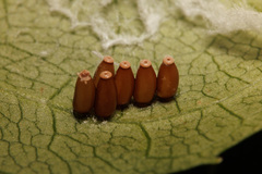 Cecidomyiini