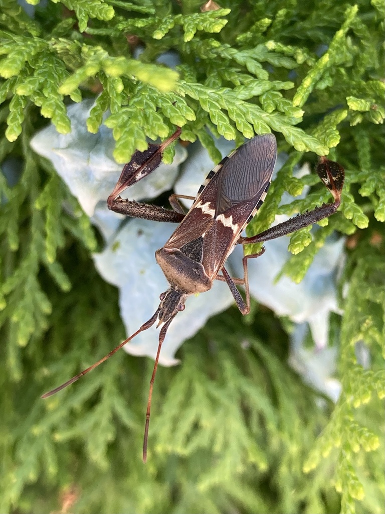 Western Leaf-footed Bug
