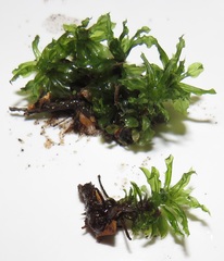 Rhodobryum umbraculum
