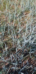 Leymus chinensis