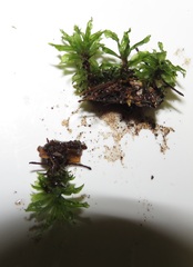 Rhodobryum umbraculum