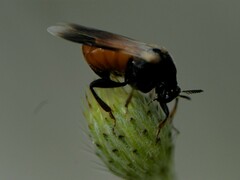 Ripiphorus neomexicanus