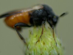 Ripiphorus neomexicanus