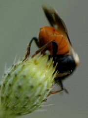 Ripiphorus neomexicanus