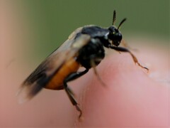 Ripiphorus neomexicanus