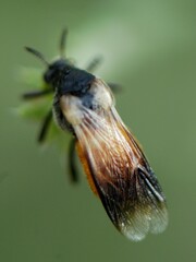 Ripiphorus neomexicanus
