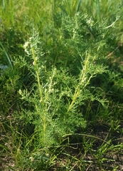 Artemisia adamsii